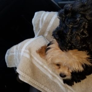 Meet your Posher, Dawn